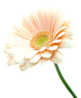 file:///C:/My Documents/nikkaijyuku/web/htdocs/flower garbela2.jpg